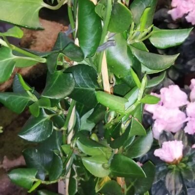 Muhlenbeckia australis Maud City Lianas