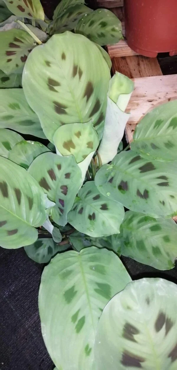 Maranta leuconeura var. kerchoveana, foto 2