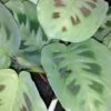 Maranta leuconeura var. kerchoveana, pianta da interno