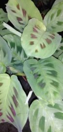 Marantha leuconeura var. kerkoveana