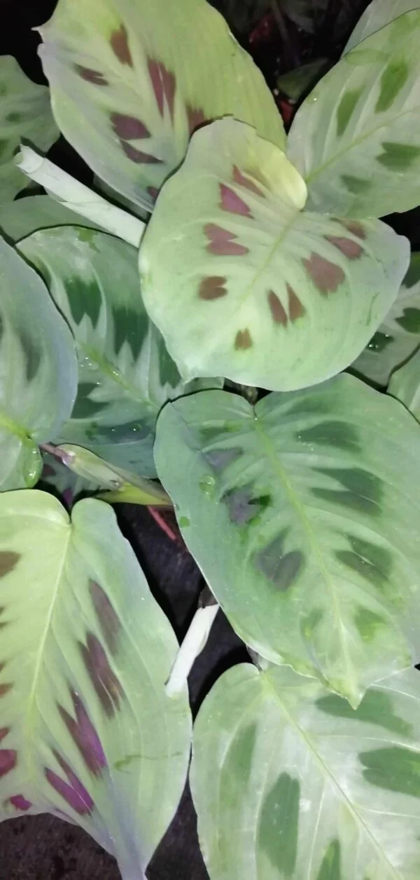 Maranta leuconeura var. kerchoveana, pianta da interno