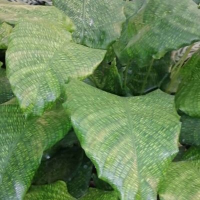Calathea mosaica