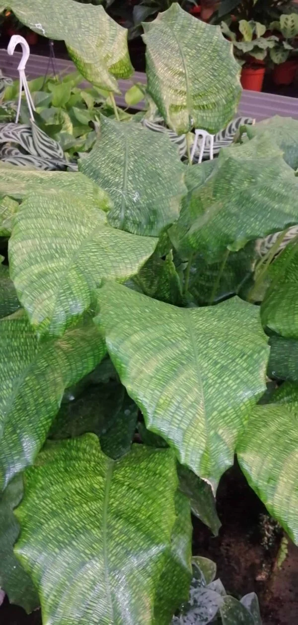 Calathea musaica, pianta da interno