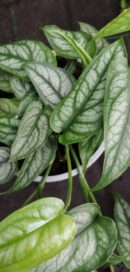 Monstera siltepecana