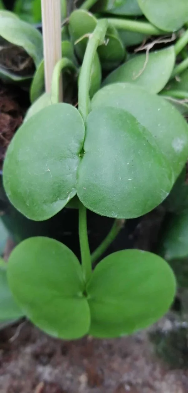 Dischidia platyphylla, foto 2