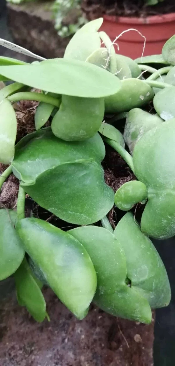 Dischidia platyphylla, foto 8