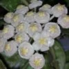 Hoya lacunosa, pianta da interno