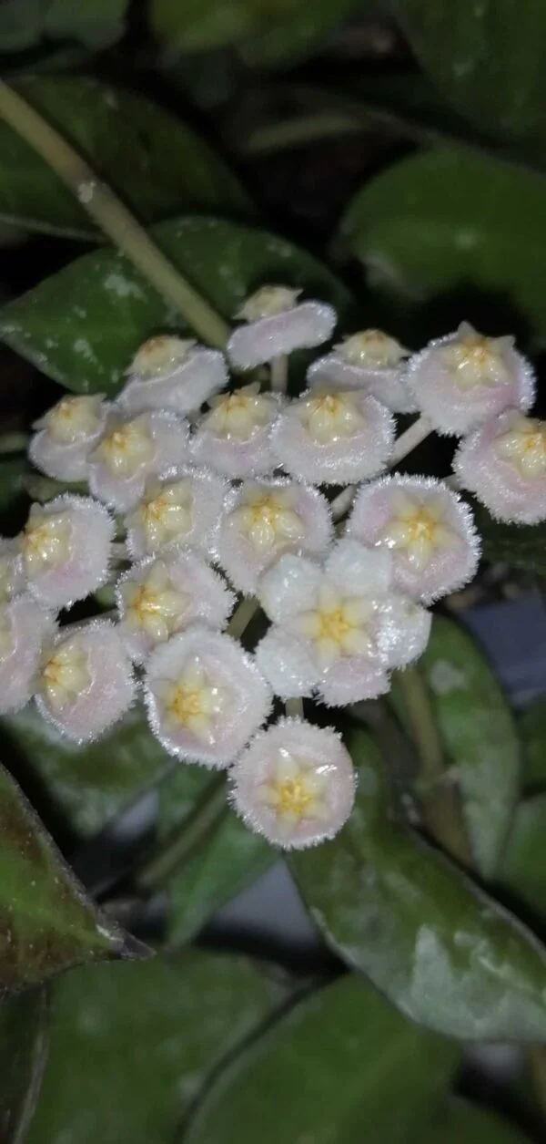 Hoya lacunosa, pianta da interno