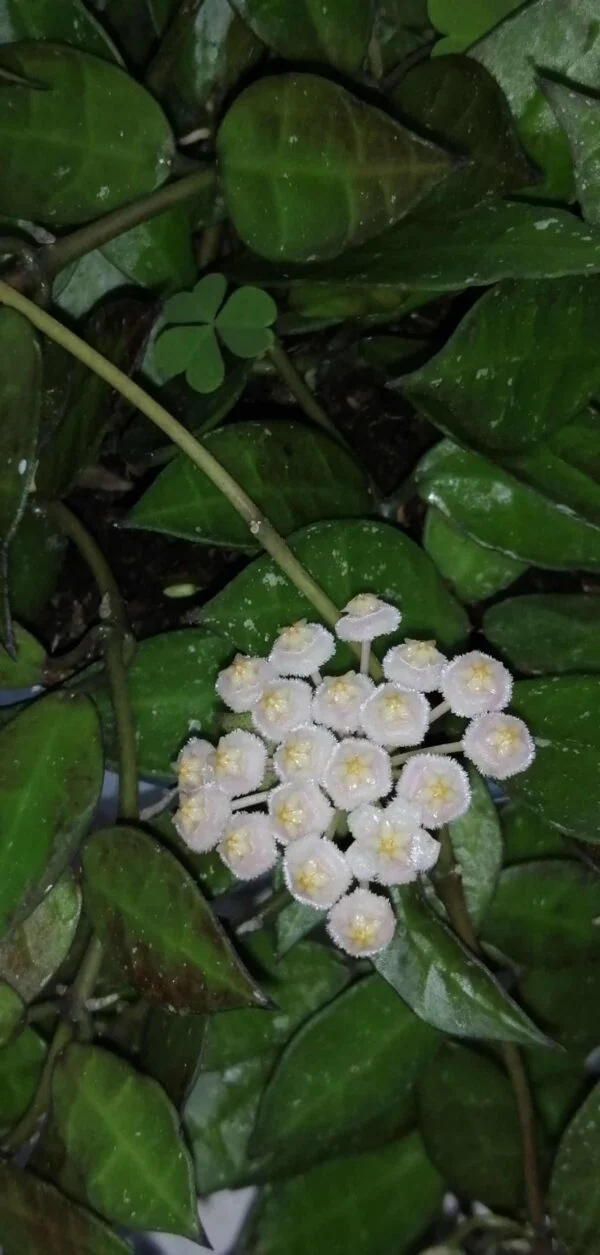 Hoya krohniana, foto 2