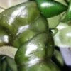 Hoya compacta Rasta, pianta da interno
