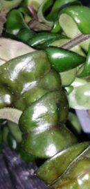 Hoya compacta Rasta
