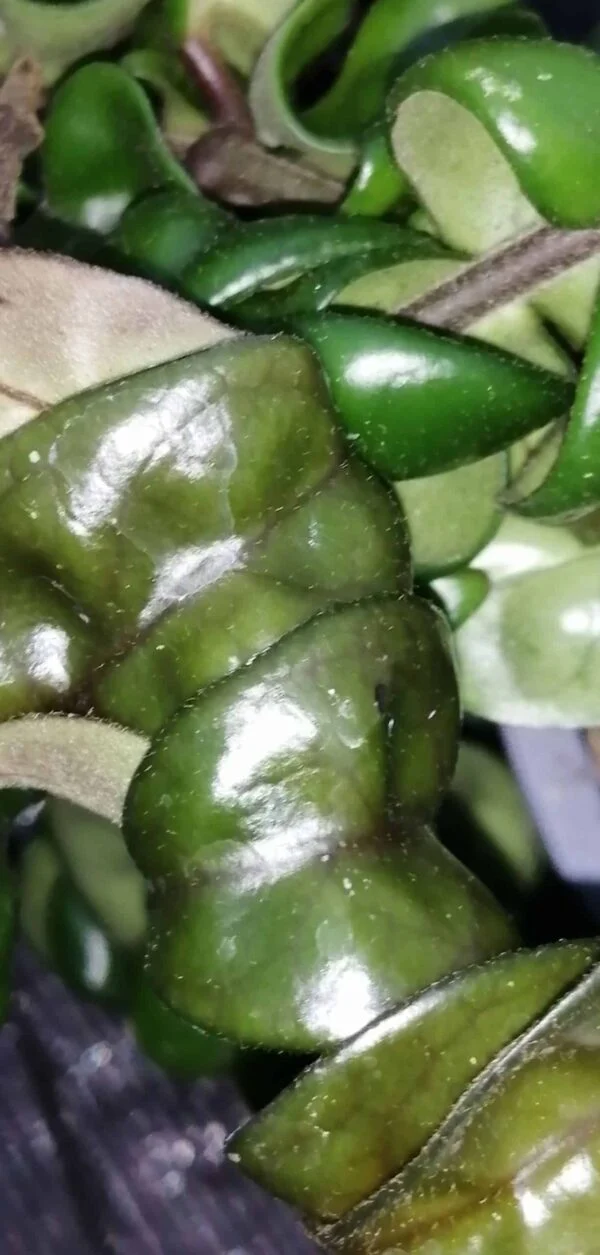 Hoya compacta Rasta, pianta da interno