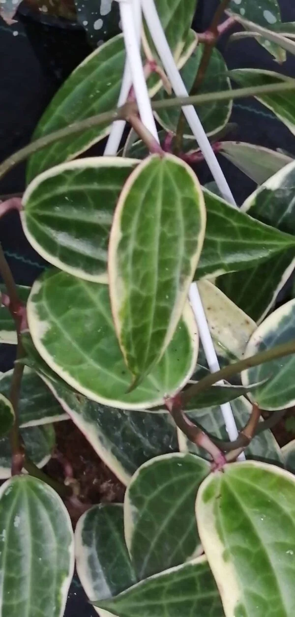 Hoya macrophylla Variegata, foto 5