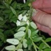 Hoya vaccinoides, pianta da interno