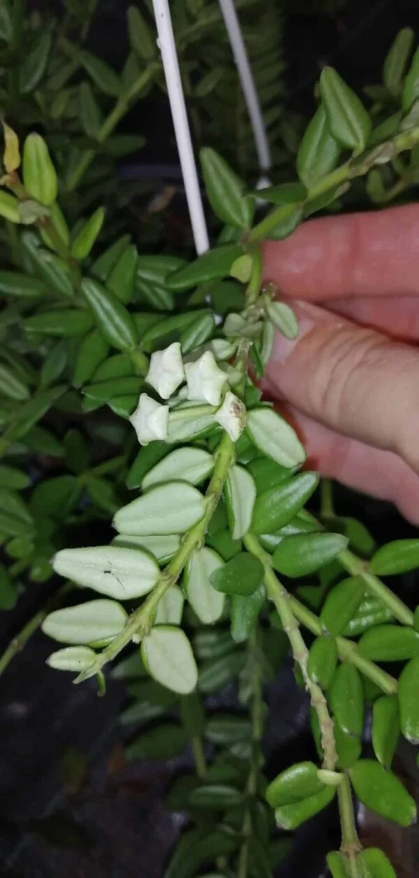 Hoya vaccinoides, pianta da interno