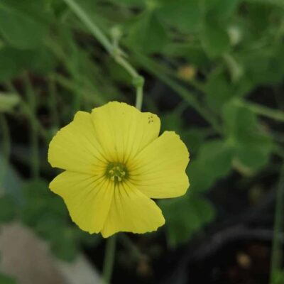 Oxalis carnosa, sin. Oxalis megallorhiza