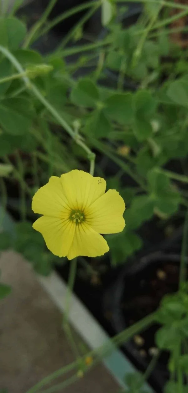 Oxalis carnosa, sin. Oxalis megallorhiza, pianta da interno