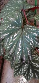 Begonia aconitifolia Hildegard Schneider