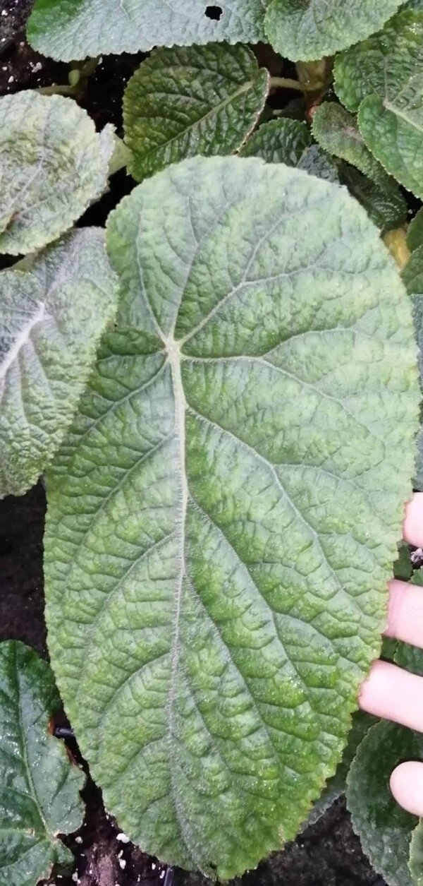 Begonia Gothol, foto 3