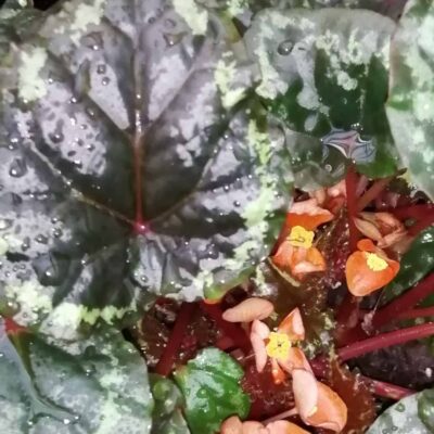 Begonia ignita