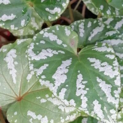 Begonia konmei