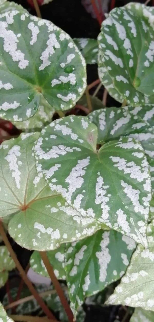 Begonia konmei, pianta da interno