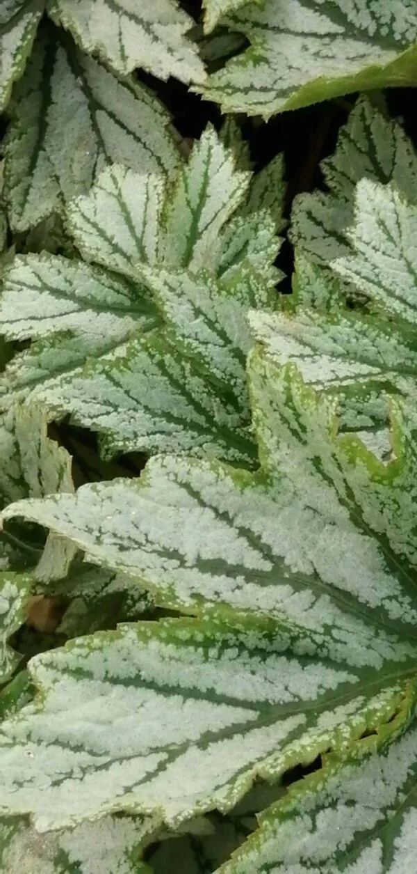 Begonia Silver Splendour, foto 3