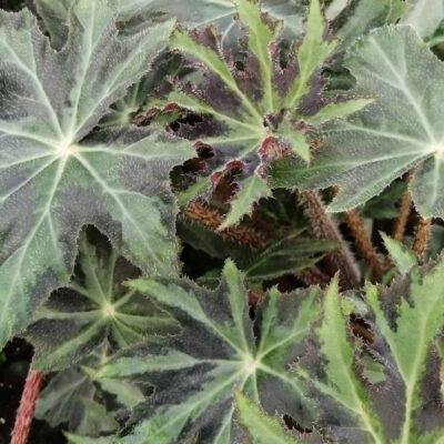 Begonia Notte d'Inverno