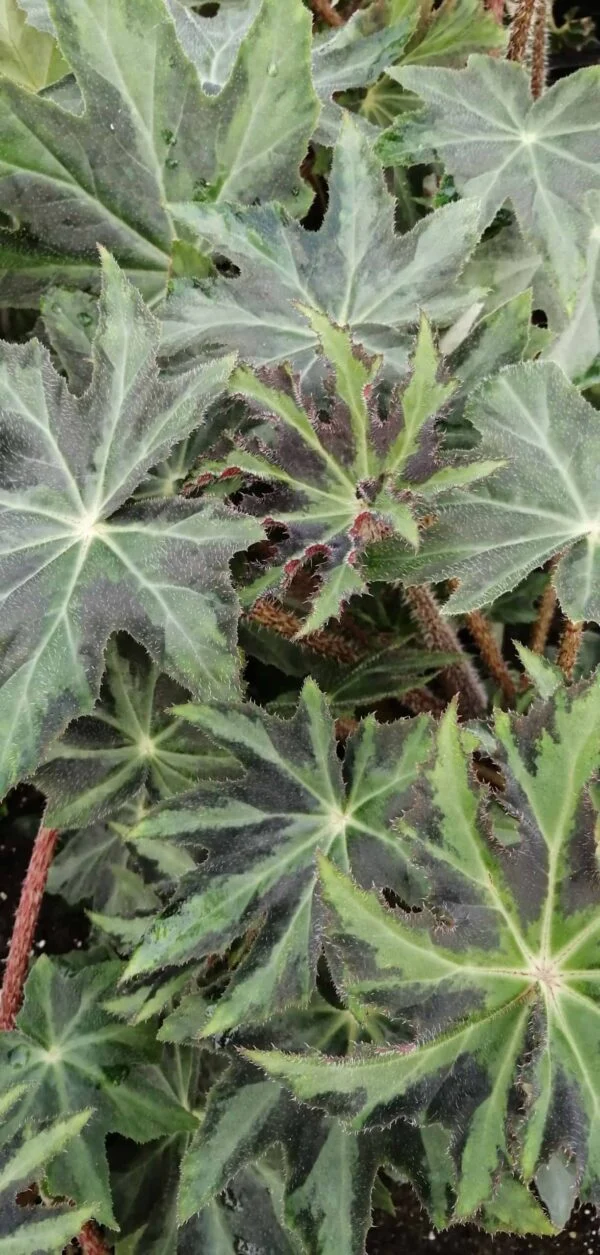 Begonia Notte d'Inverno, pianta da interno