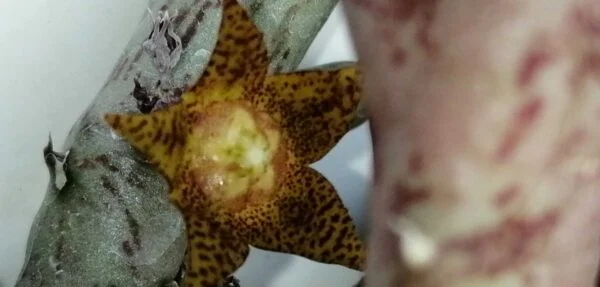 Orbea schweinfurthii, foto 2