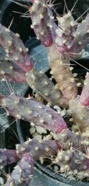 Tephrocactus nigrispinus, Maihueniopsis nigrispina