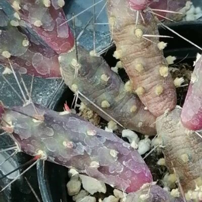 Tephrocactus nigrispinus, Maihueniopsis nigrispina