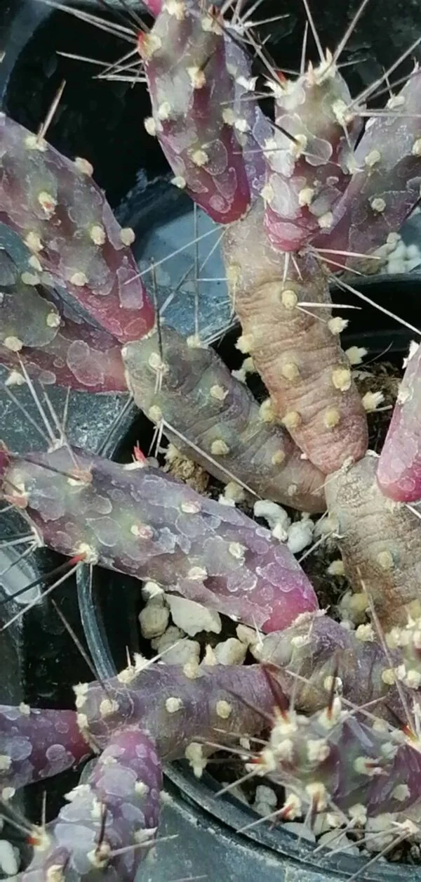 Tephrocactus nigrispinus, Maihueniopsis nigrispina, pianta da interno