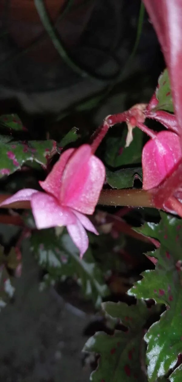 Begonia serratipetala, foto 2