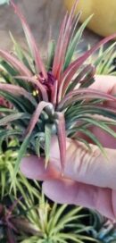 Tillandsia (rosa)