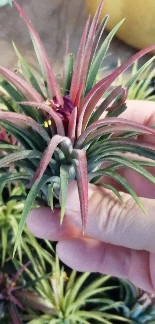 Tillandsia (rosa), pianta da interno