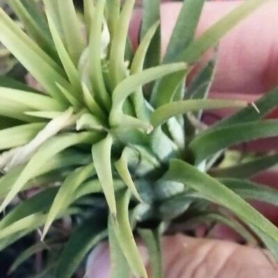 Tillandsia ionantha