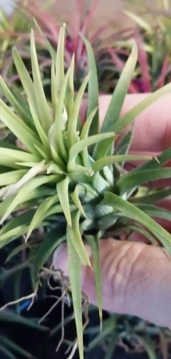 Tillandsia ionantha, pianta da interno