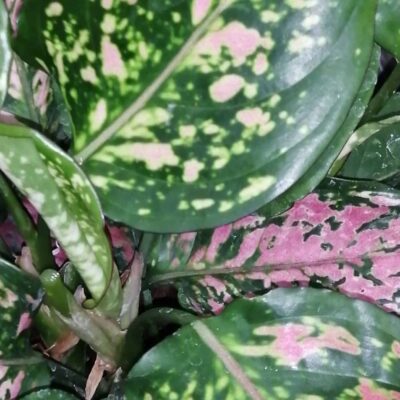 Aglaonema Pink Dalmatian