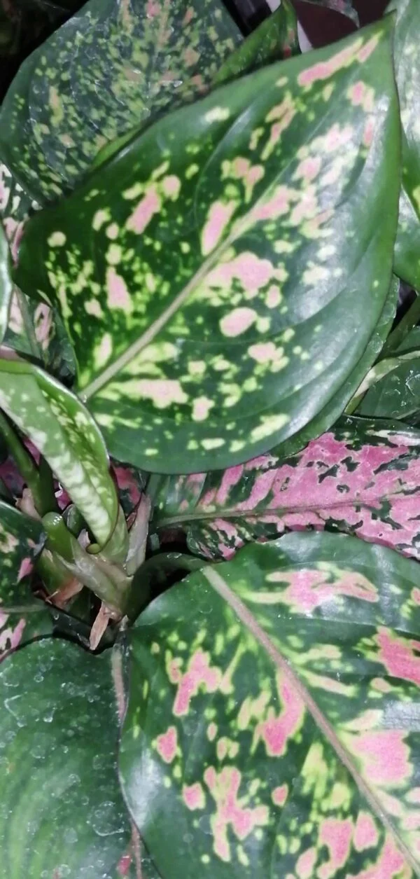 Aglaonema Pink Dalmatian, pianta da interno