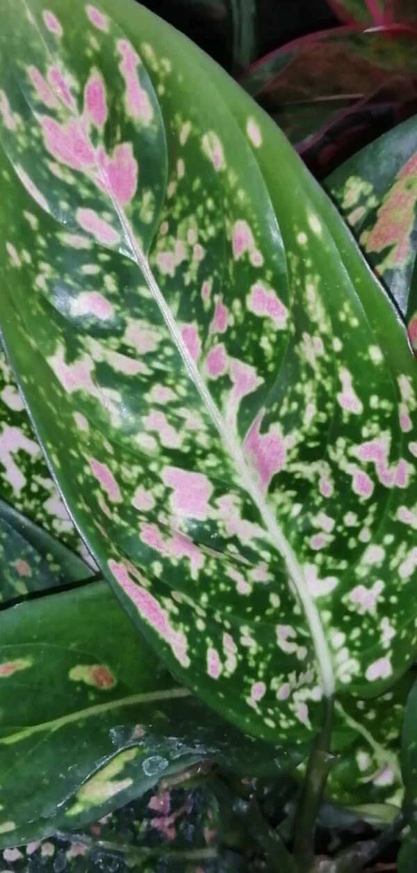 Aglaonema Pink Dalmatian, foto 2