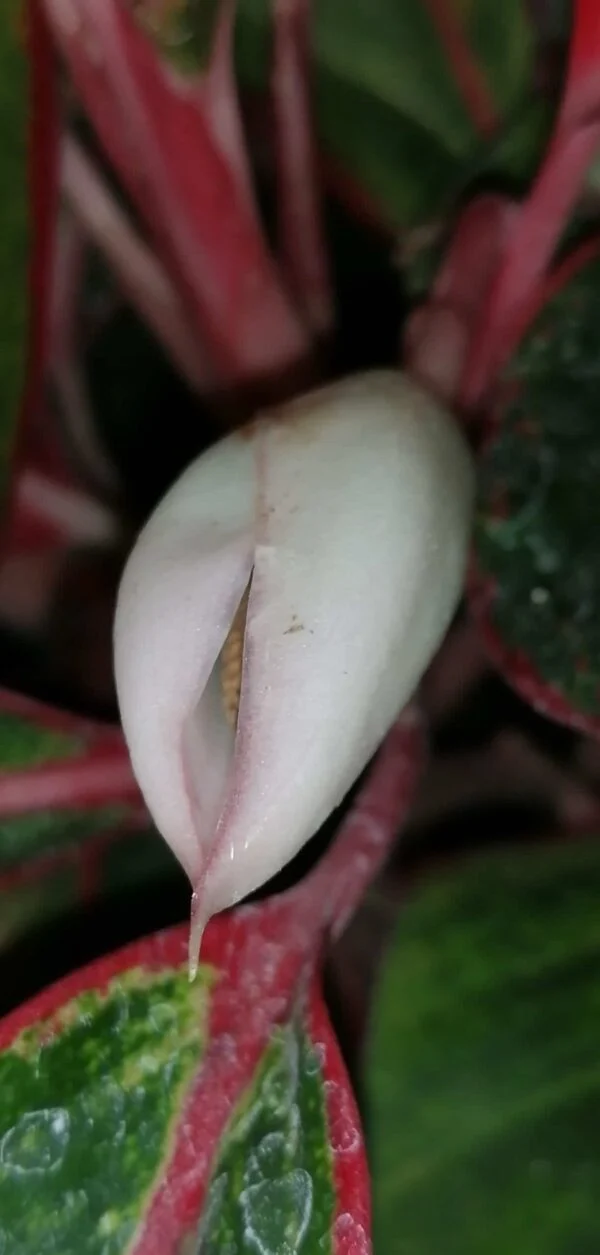 Aglaonema Crete, foto 3
