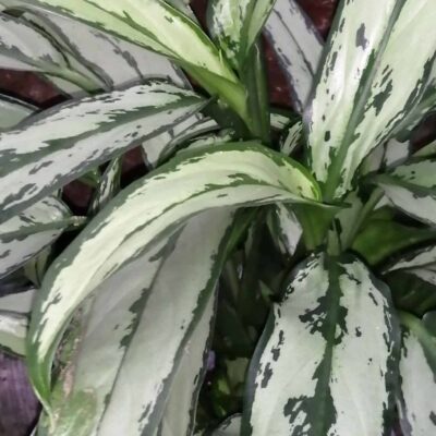 Aglaonema Cutlass