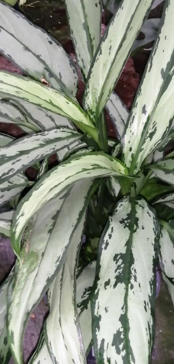 Aglaonema Cutlass, pianta da interno