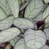 Ctenanthe burle-marxii Amagris, pianta da interno