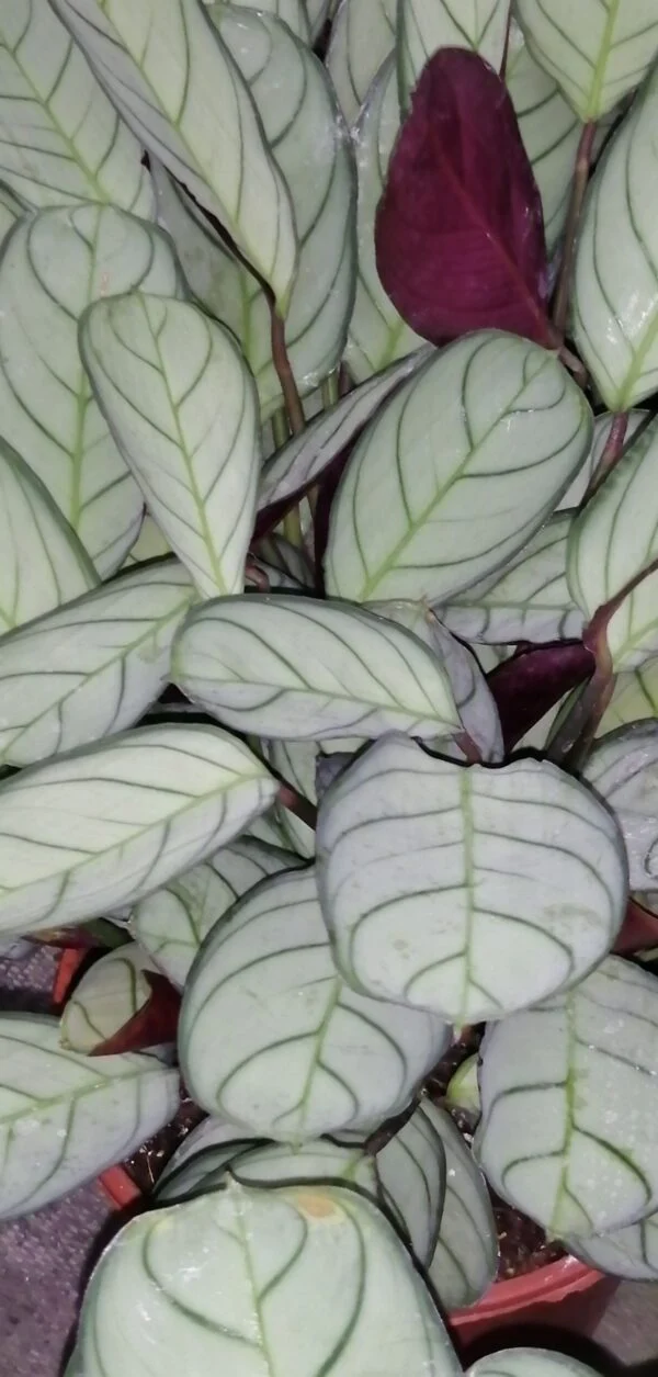 Ctenanthe burle-marxii Amagris, pianta da interno