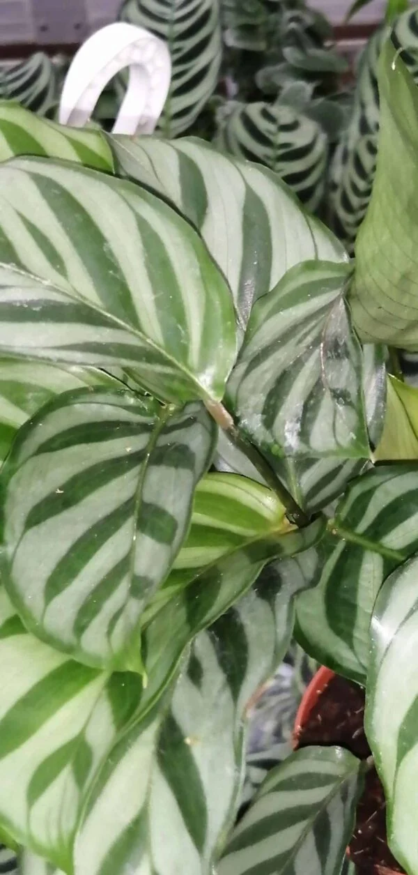 Calathea roseopicta Surprisestar, foto 3
