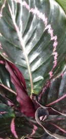 Calathea roseopicta Surprisestar