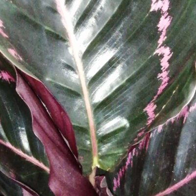 Calathea roseopicta Surprisestar