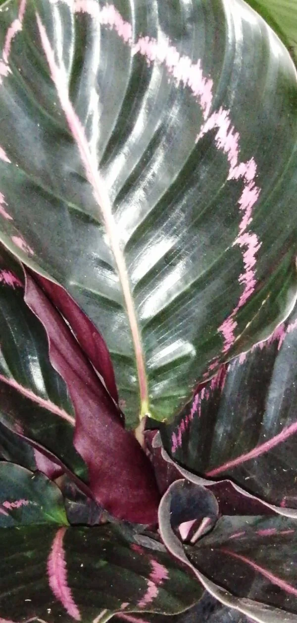 Calathea roseopicta Surprisestar, pianta da interno